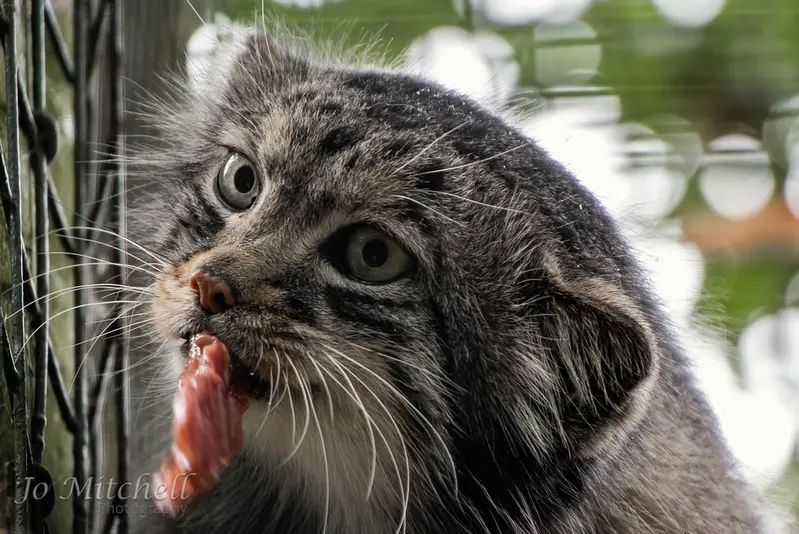 A photograph of Jethro in The Big Cat Sanctuary
