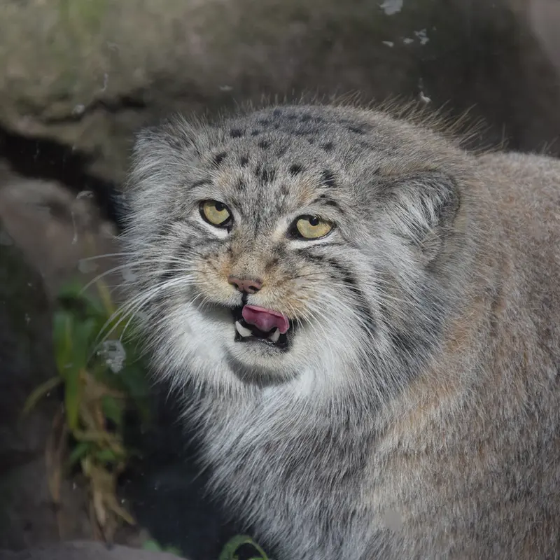 A photograph of Bohus in Budapest Zoo & Botanical Garden