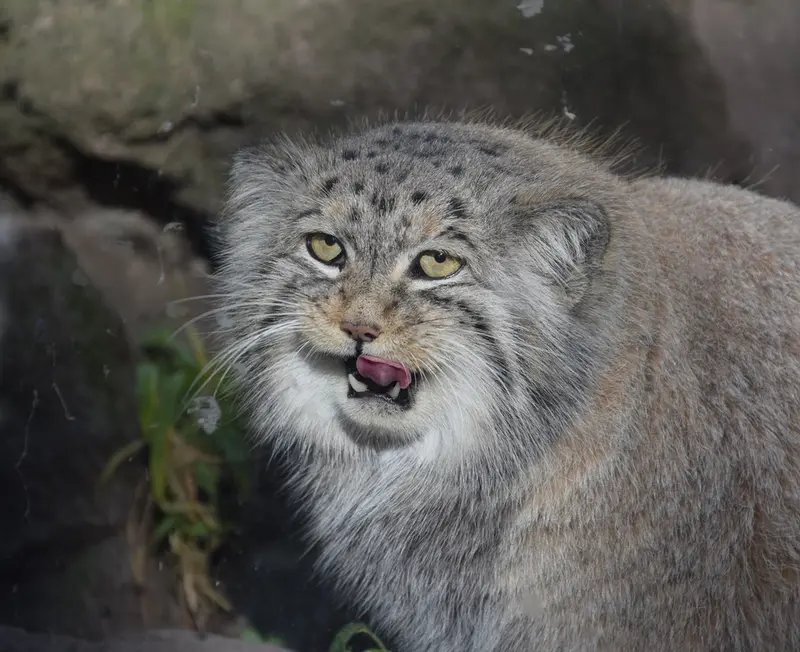 A photograph of Bohus in Budapest Zoo & Botanical Garden