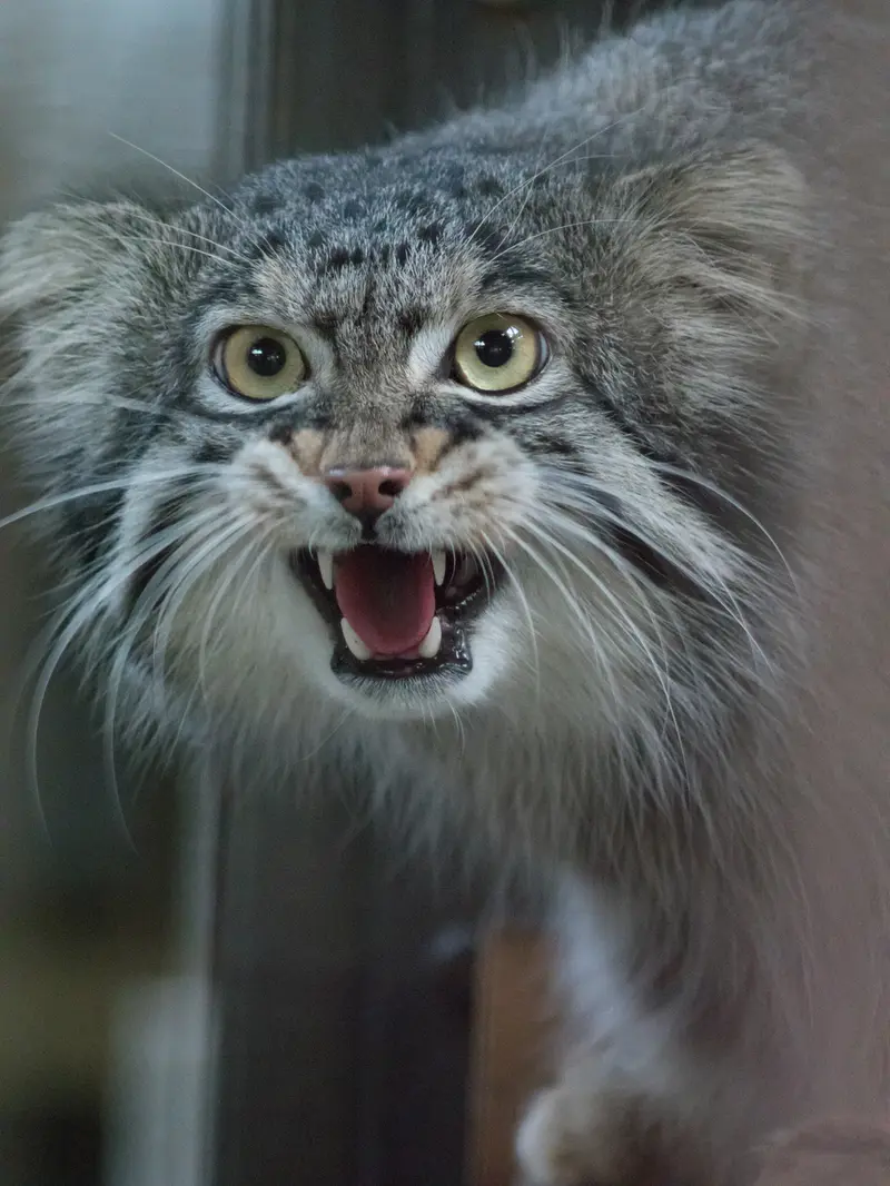 A photograph of Figa in Nogeyama Zoo
