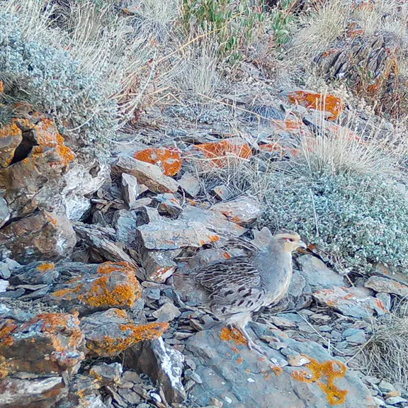 A photograph of a Pallas's cat