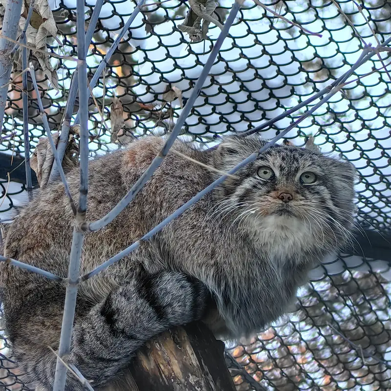 A photograph of Lolo in Novosibirsk Zoo