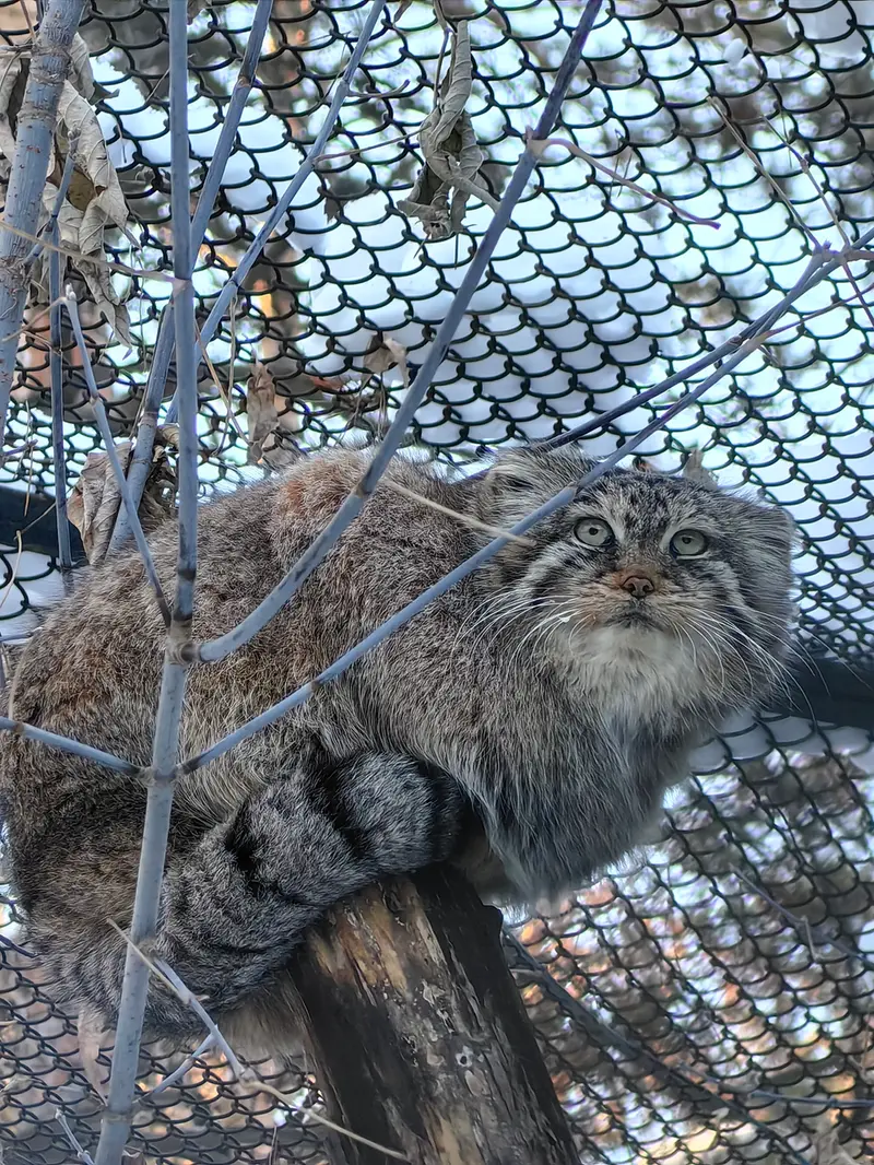 A photograph of Lolo in Novosibirsk Zoo