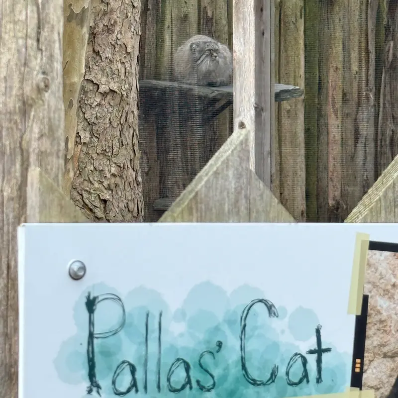 A photograph of Pazi in Potter Park Zoo