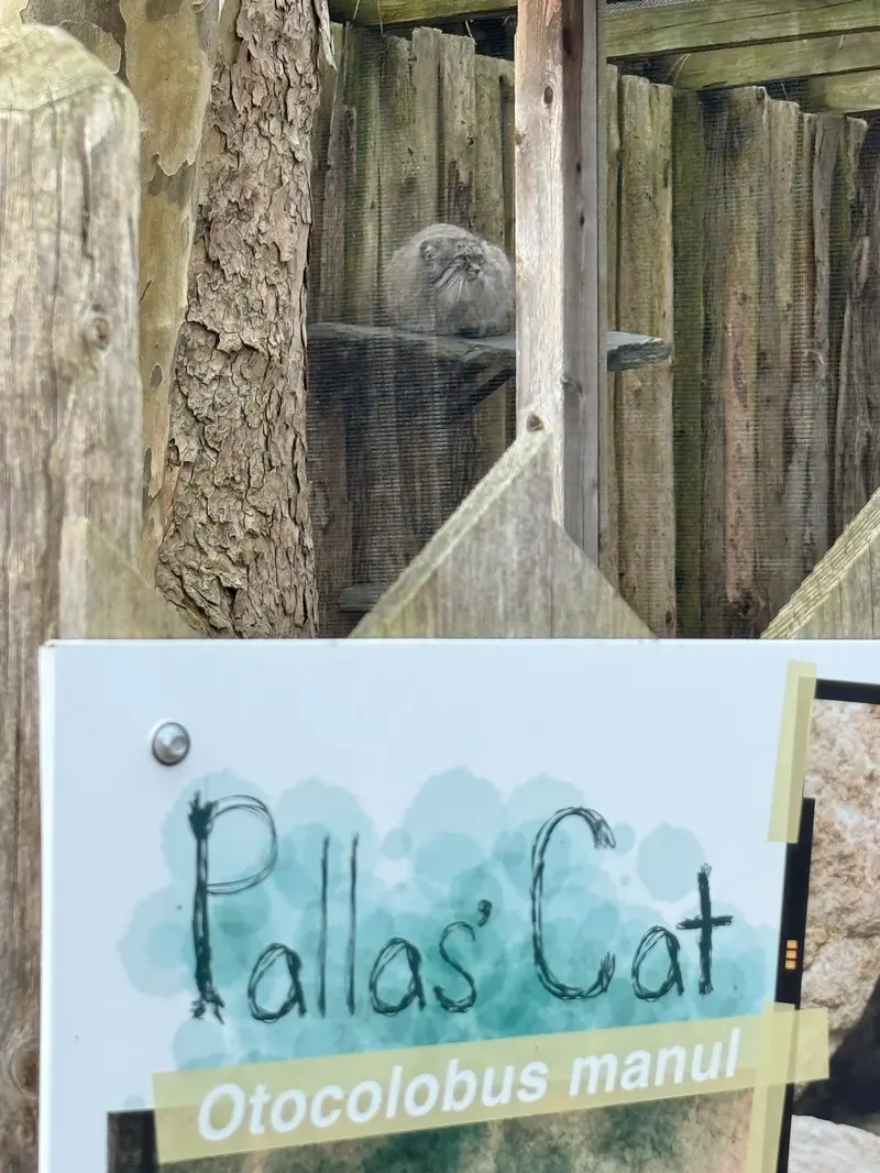 A photograph of Pazi in Potter Park Zoo