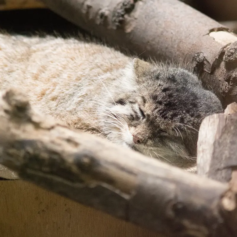 A photograph of Primula in Ueno Zoological Gardens