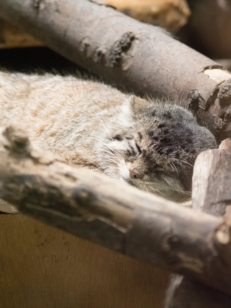 A photograph of Primula in Ueno Zoological Gardens