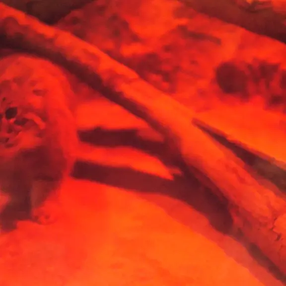 A photograph of a Pallas's cat in Ueno Zoological Gardens