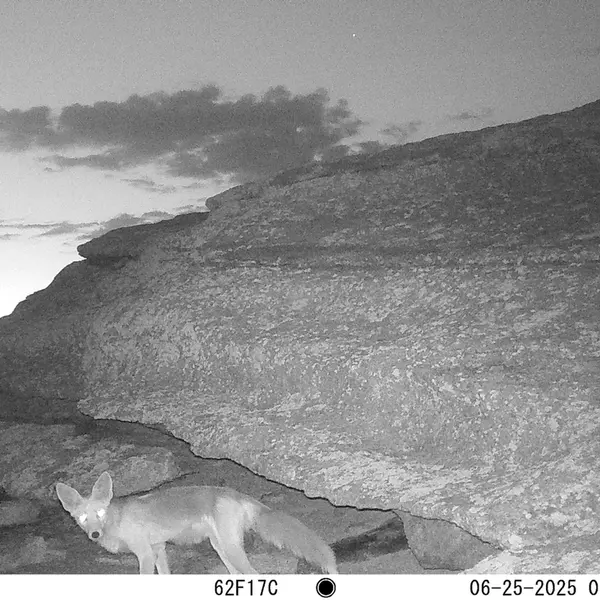 A photograph of Red fox from Bektauata 1 camera trap
