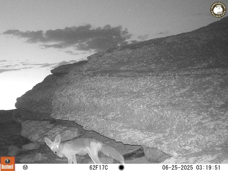 A photograph of Red fox from Bektauata 1 camera trap