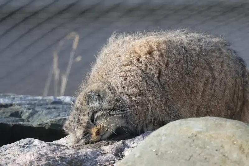 Why did rumors start that Pallas's cat Mimi ate her husband?