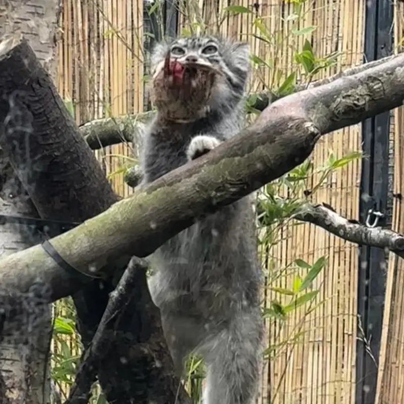 A photograph of Akiko in Edinburgh Zoo