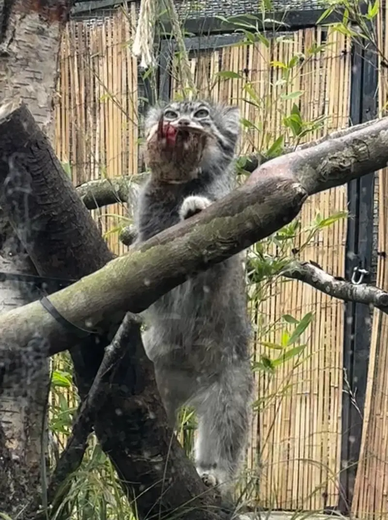 A photograph of Akiko in Edinburgh Zoo