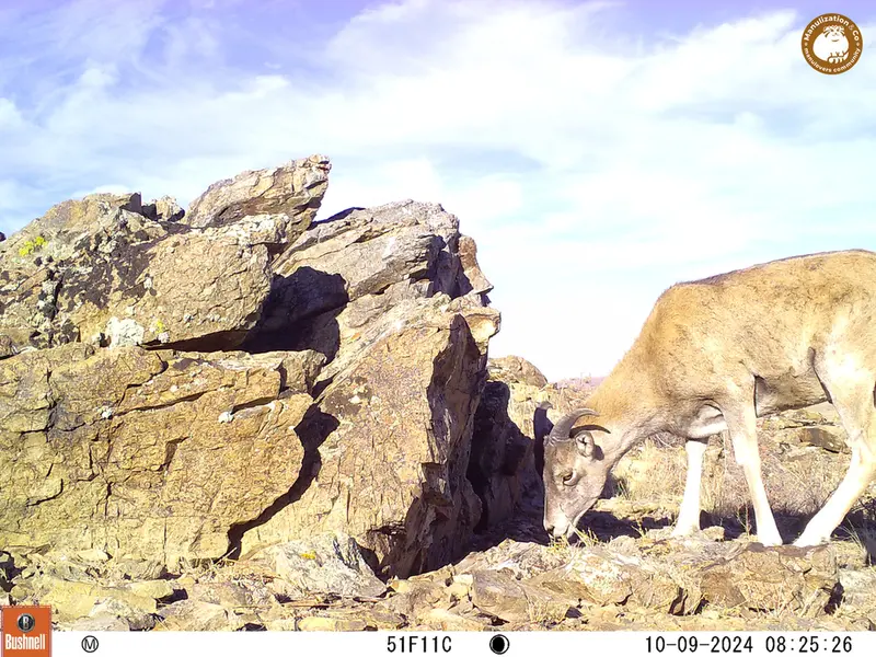 A photograph of Argali from Karashoky camera trap