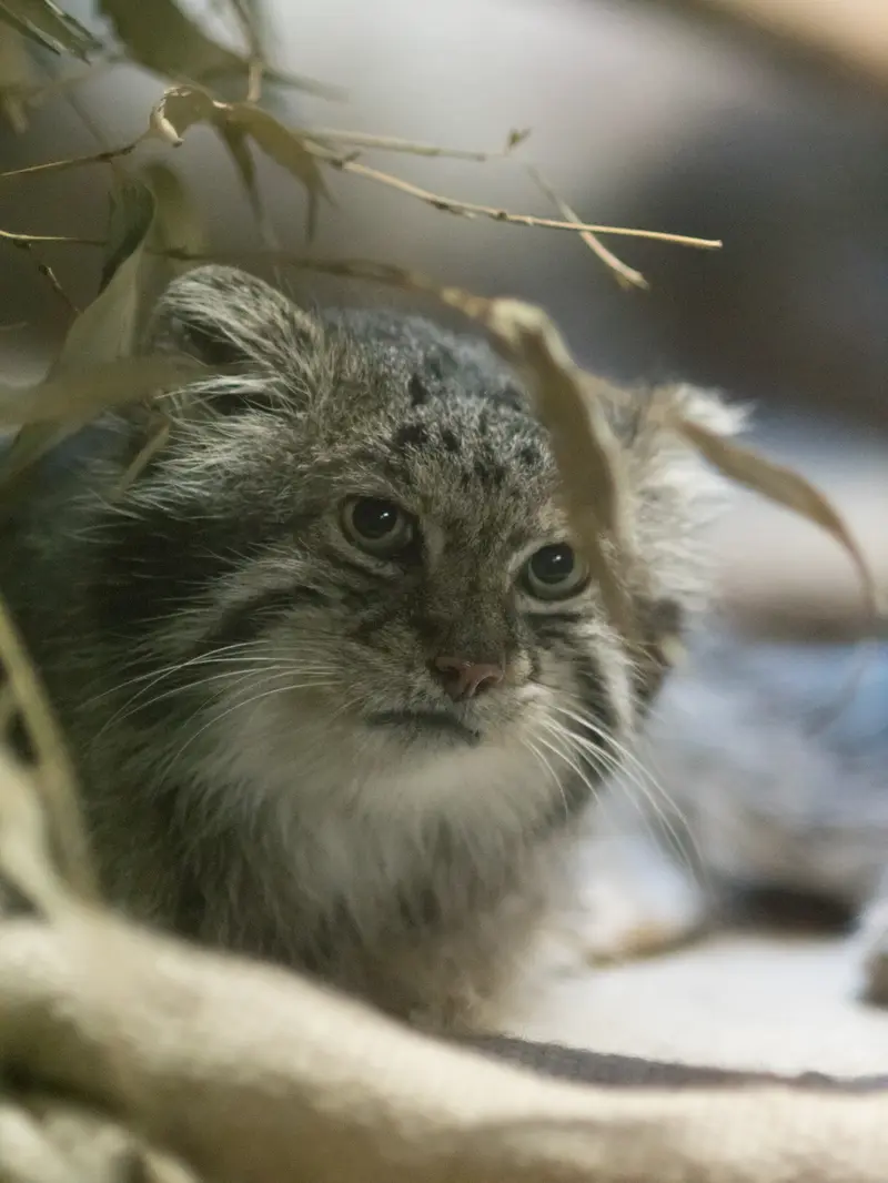A photograph of Klyon in Ueno Zoological Gardens