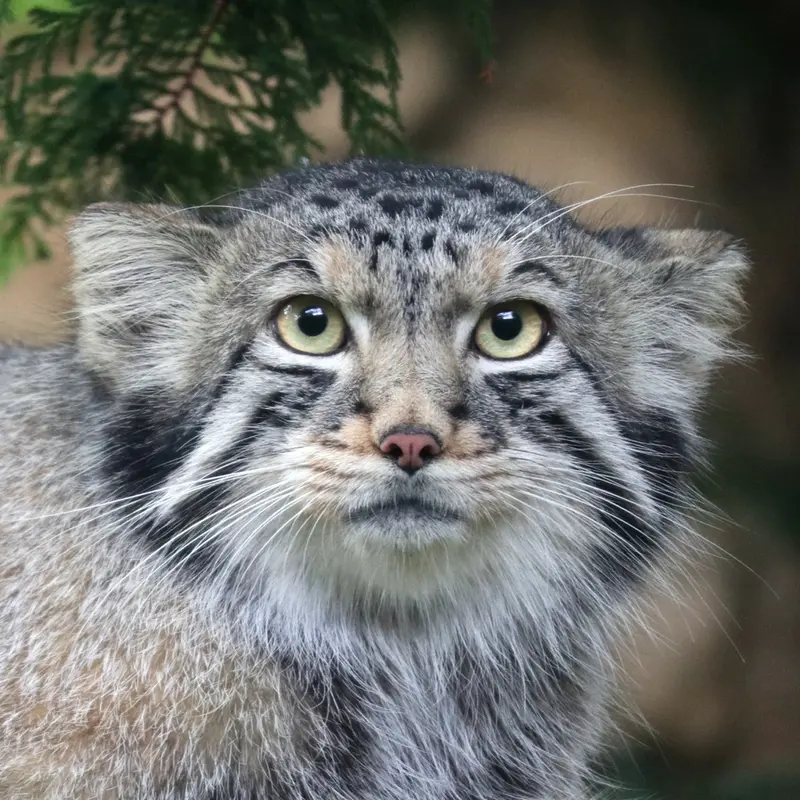 Nagomu the Pallas's cat from Nasu Animal Kingdom