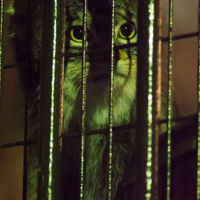 A photograph of Figa in Nogeyama Zoo