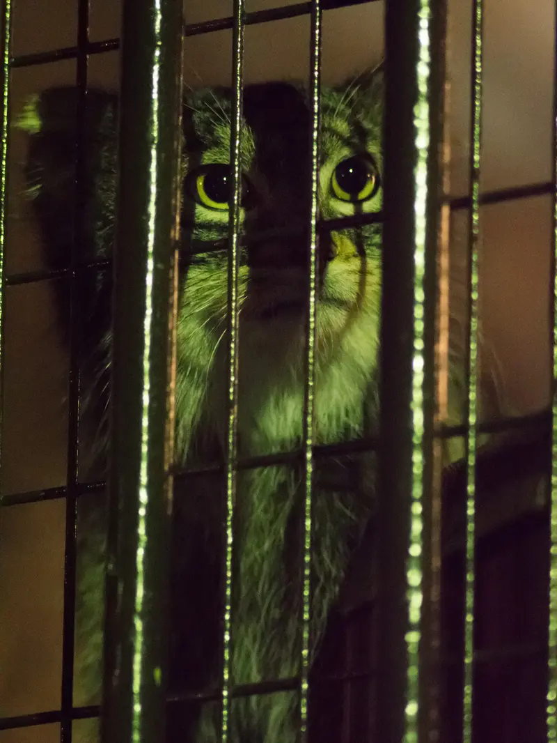 A photograph of Figa in Nogeyama Zoo
