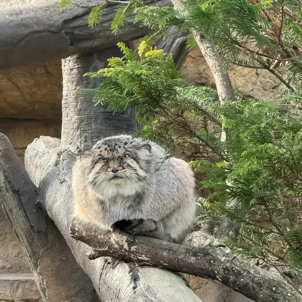 A photograph of Bor in Nasu Animal Kingdom