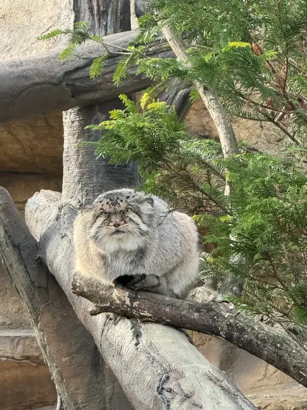 A photograph of Bor in Nasu Animal Kingdom