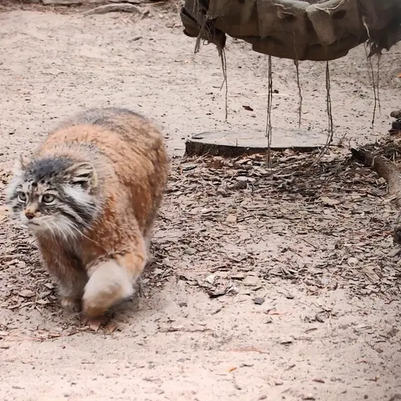 A photograph of a Pallas's cat in Novosibirsk Zoo