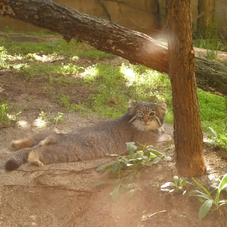 A photograph of Abrikos in Nasu Animal Kingdom