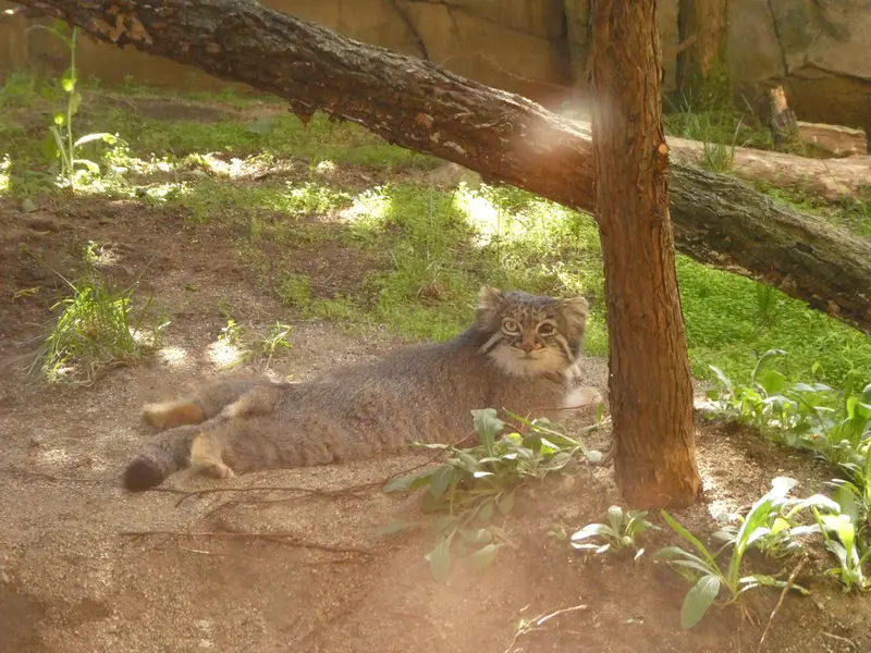 A photograph of Abrikos in Nasu Animal Kingdom