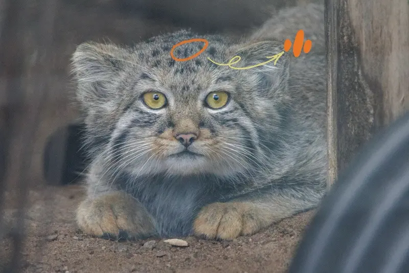 A photograph of Berk in Leningrad zoo