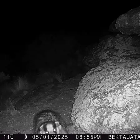 A photograph of Asian badger from Bektauata 2 camera trap