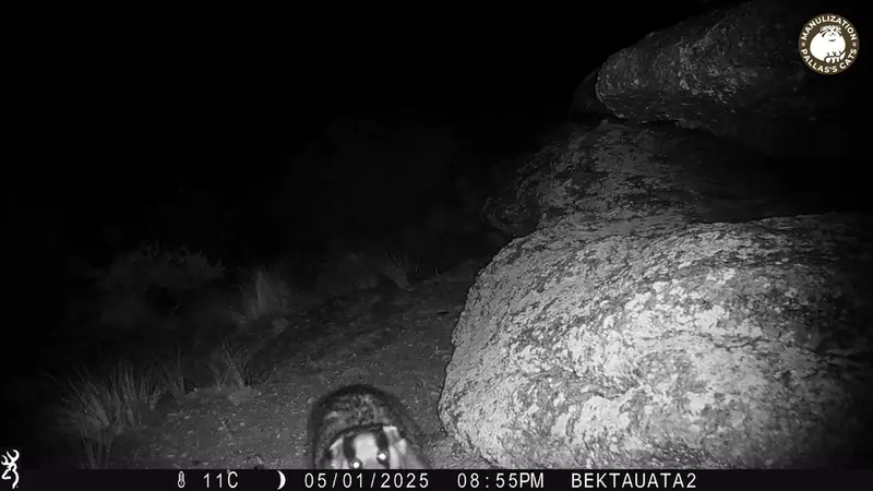 A photograph of Asian badger from Bektauata 2 camera trap