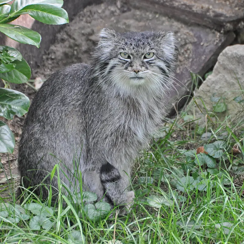 A photograph of a Pallas's cat in Dierenrijk Mierlo