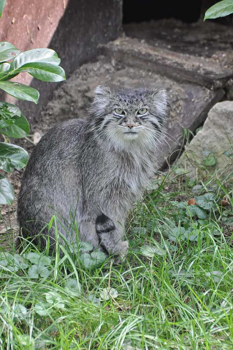 A photograph of a Pallas's cat in Dierenrijk Mierlo