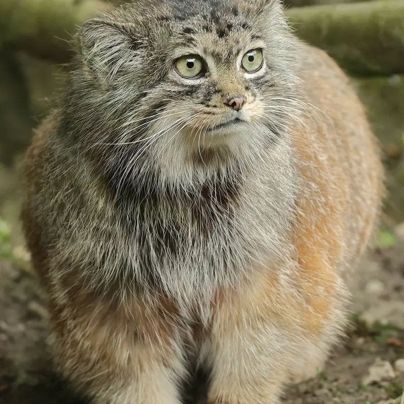 A photograph of Poes in Rotterdam Zoo