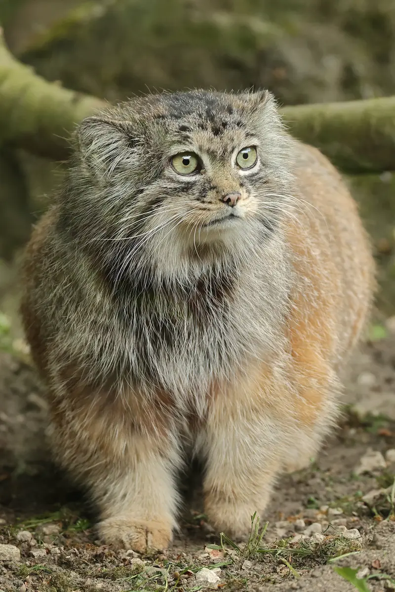 A photograph of Poes in Rotterdam Zoo