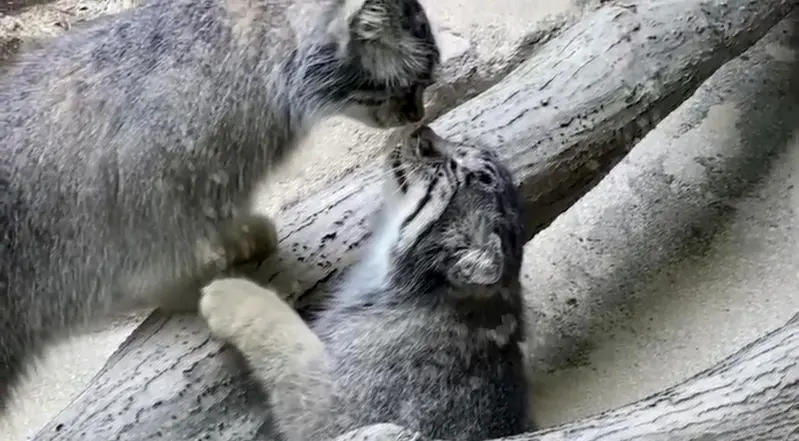A photograph of a Pallas's cat