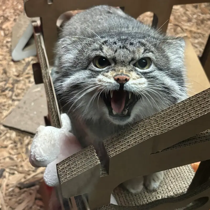 A photograph of Pabu in Lake Superior Zoo