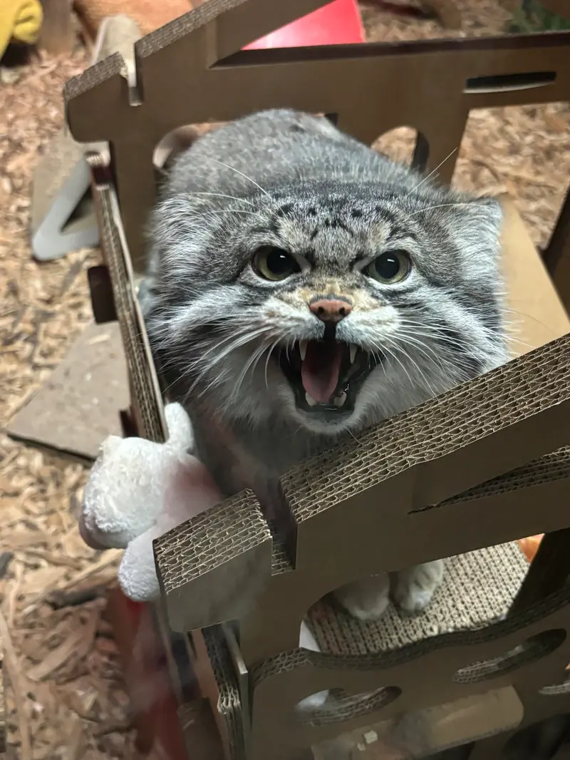 A photograph of Pabu in Lake Superior Zoo