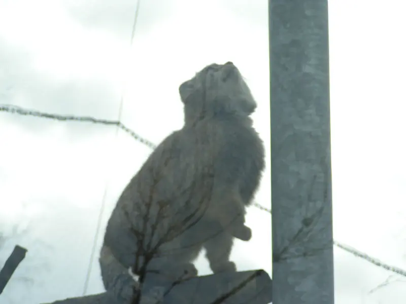 A photograph of Bat-Erdene in The Lakeland Wildlife Oasis