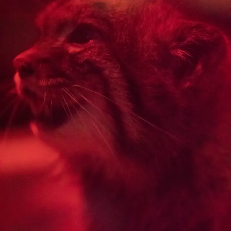 A photograph of Naim in Ueno Zoological Gardens