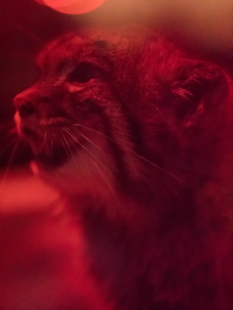 A photograph of Naim in Ueno Zoological Gardens