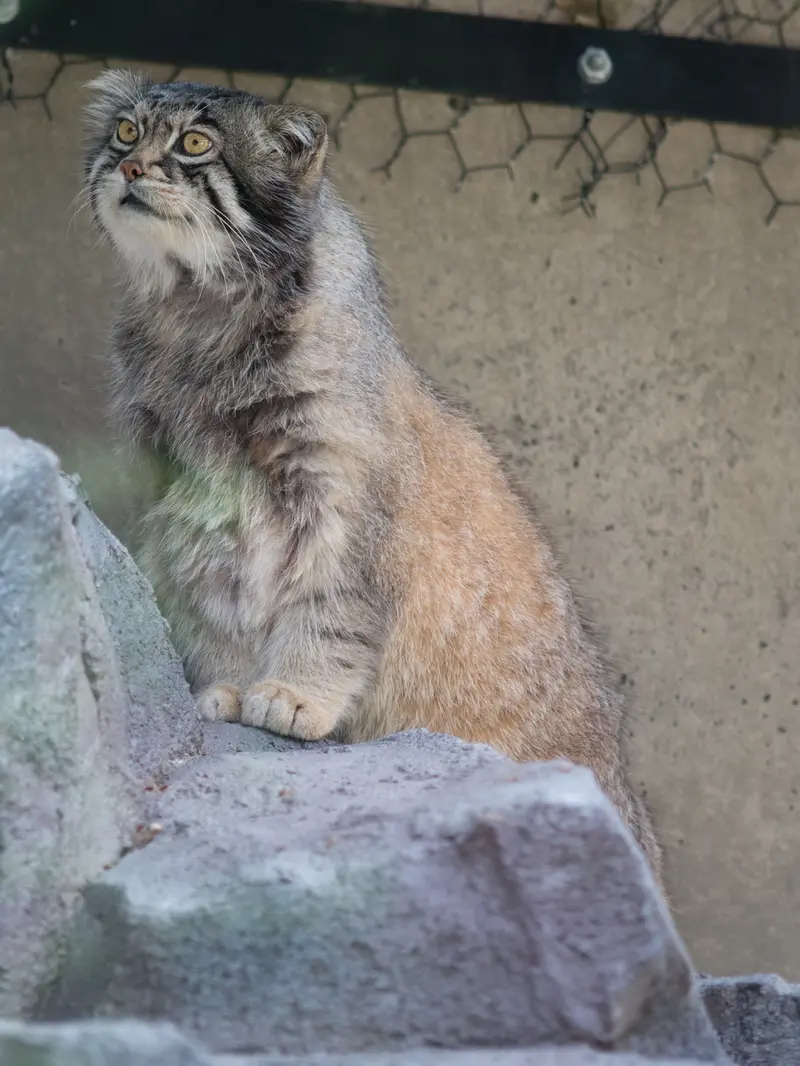 A photograph of Grusha in Asahiyama Zoo
