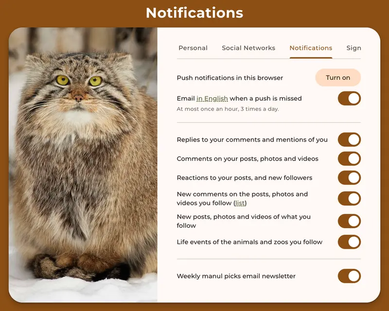 A photograph of a Pallas's cat