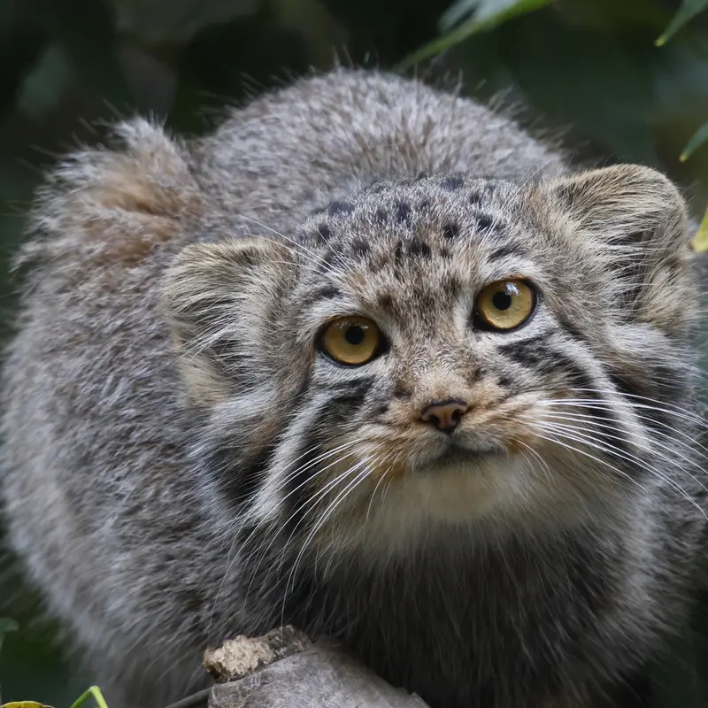 A photograph of Kitten of Eve b.2026 Ⅱ in Novosibirsk Zoo