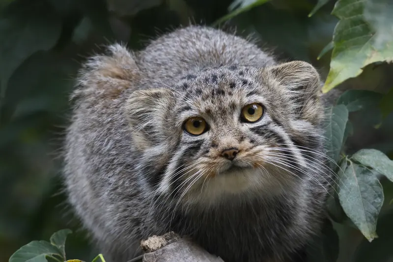 A photograph of a Pallas's cat in Novosibirsk Zoo