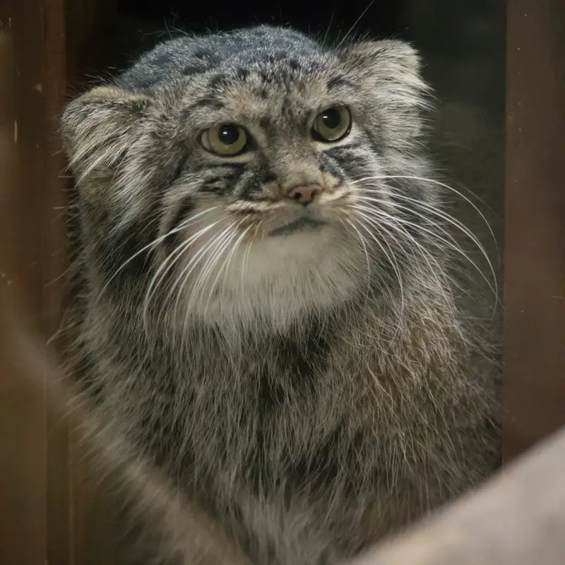 A photograph of Shafran in Ueno Zoological Gardens