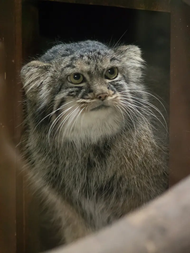 A photograph of Shafran in Ueno Zoological Gardens
