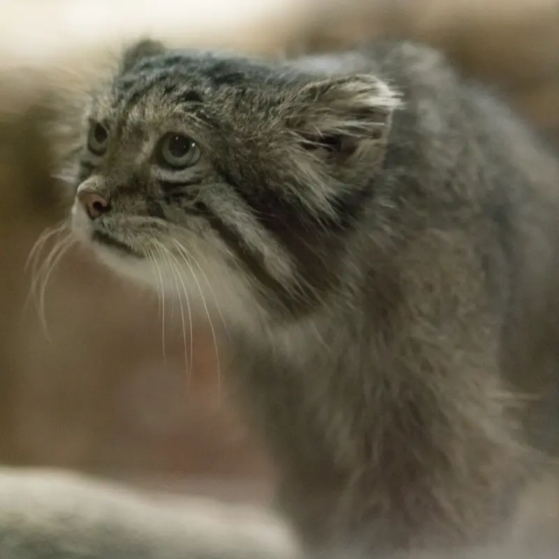 A photograph of Klyon in Ueno Zoological Gardens