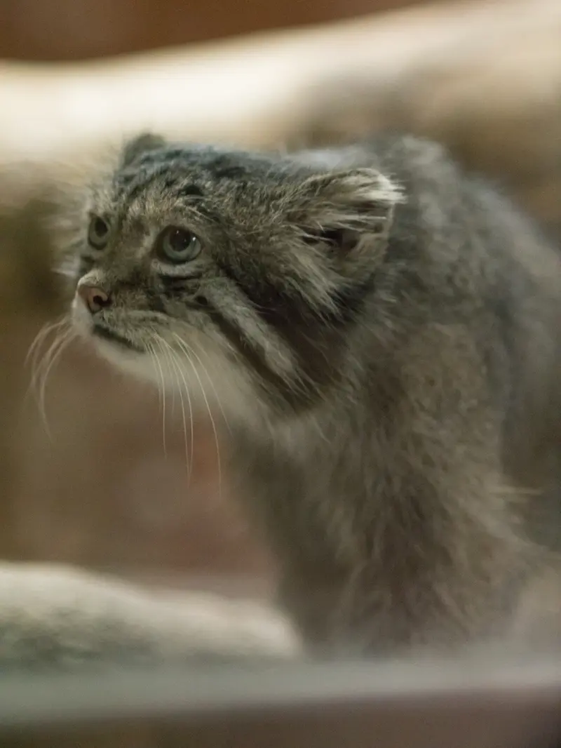 A photograph of Klyon in Ueno Zoological Gardens