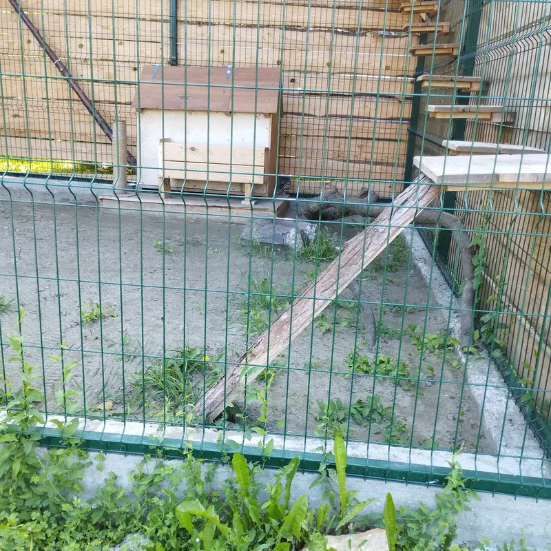 A photograph of Chip in Barnaul zoo “Lesnaya skazka”