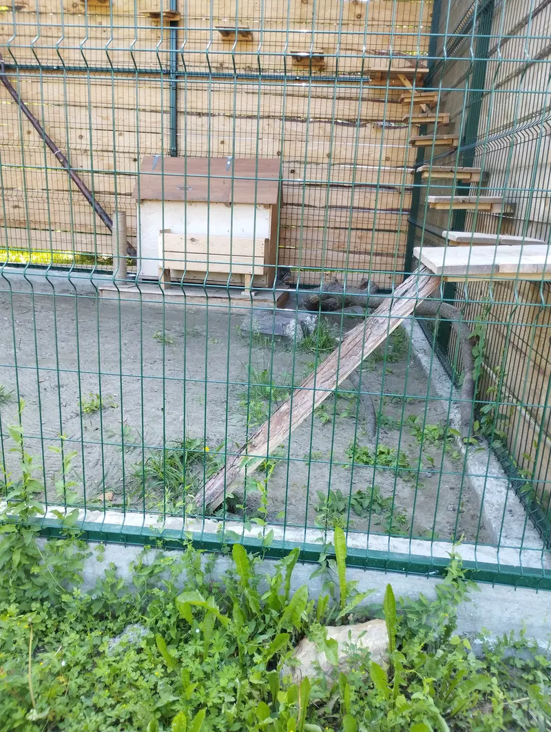 A photograph of Chip in Barnaul zoo “Lesnaya skazka”